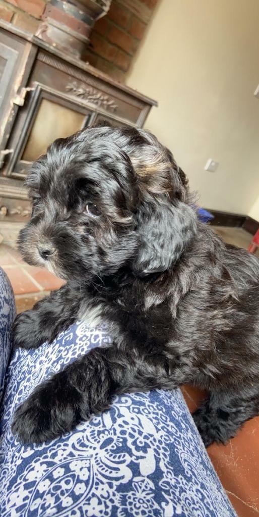 gumtree poodle cross